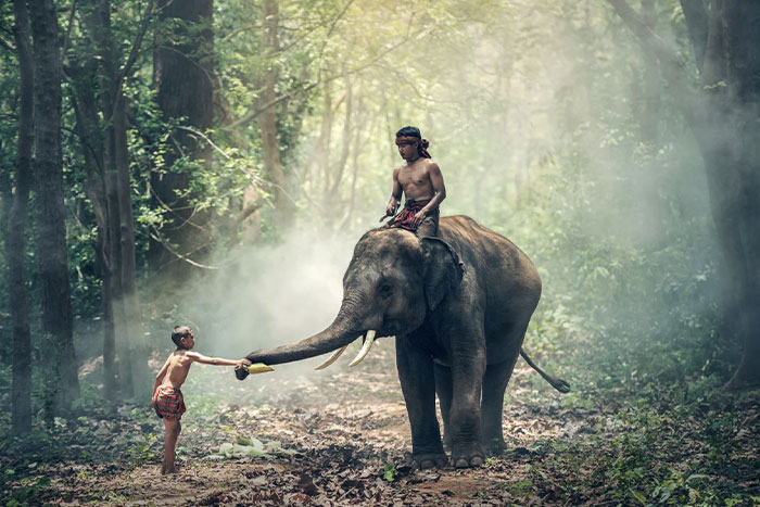 Wild elephant in Cambodia jungle